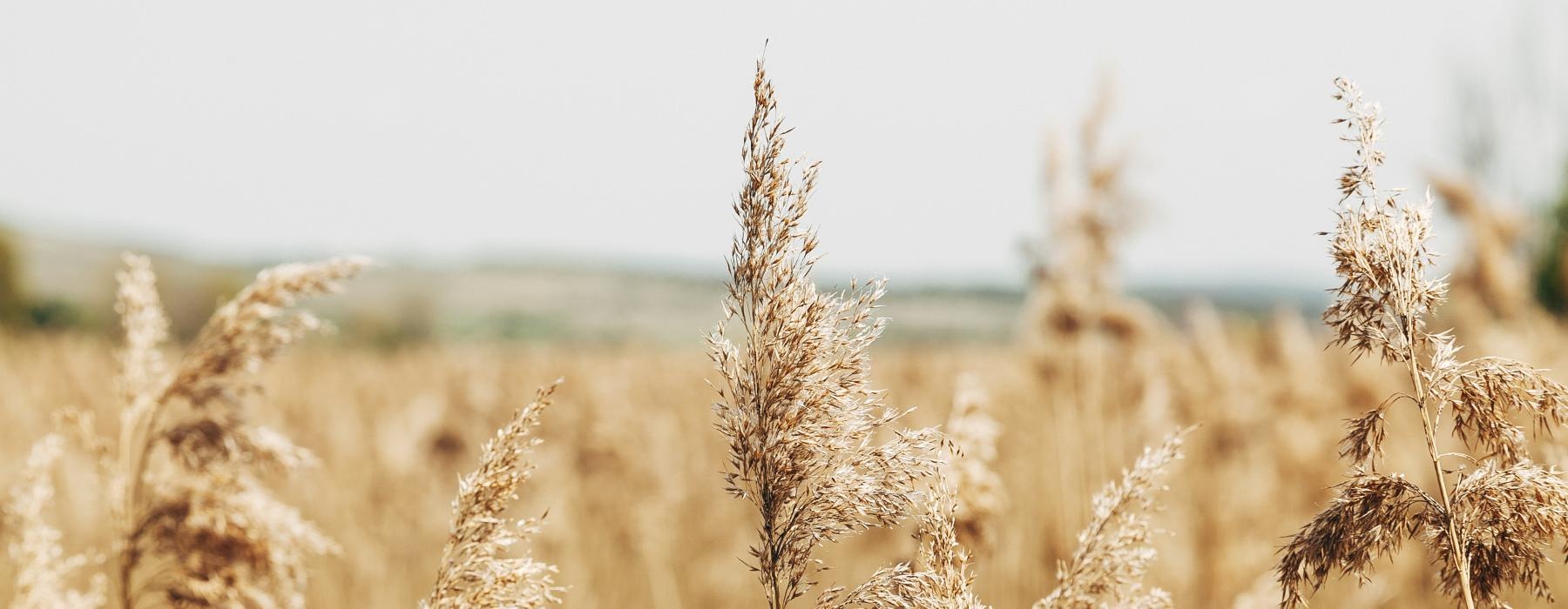 a field of wheat